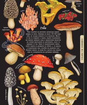 Тайнственият свят на природата: Пътеводител из миналото на нашата планета, Саския Гуин