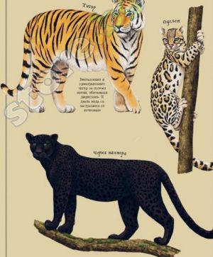 Тайнственият свят на природата: Пътеводител из миналото на нашата планета, Саския Гуин